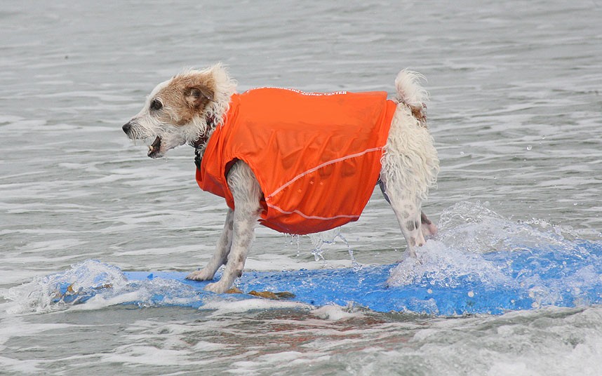 dog-surfing_2533960k[1]