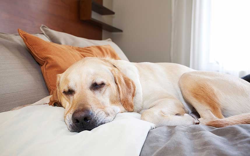 hotel-dog_2533521k[1]